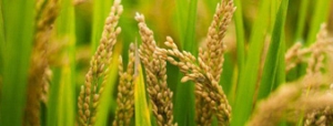 什么是富硒面粉？富硒面粉對(duì)我們?nèi)梭w有什么好處？